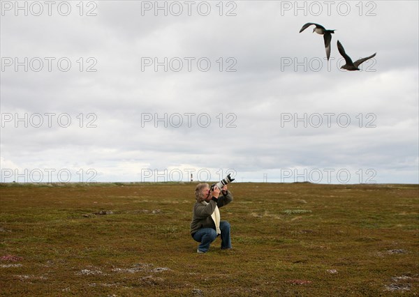 Arctic skuas (Stercorarius parasiticus) attacking a photographer in the tundra, Lapland, Northern Norway, Scandinavia