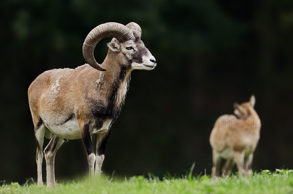 European mouflon (Ovis gmelini musimon, Ovis orientalis musimon), ram, Saxony, Germany, Europe