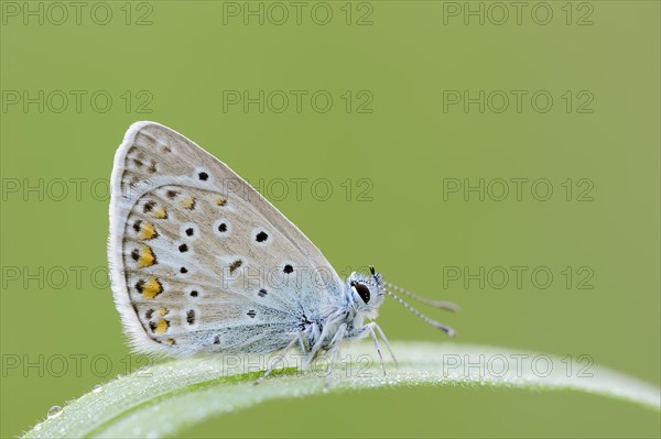 Common blue butterfly (Polyommatus icarus), male, North Rhine-Westphalia, Germany, Europe