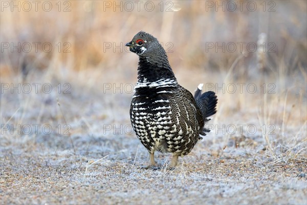 Spruce grouse (falcipennis canadensis), male standing on a forest road and watching, province of Quebec, Canada, AI generated, North America