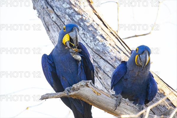 Hyacinth Macaw (Anodorhynchus hyacinthinus) Pantanal Brazil