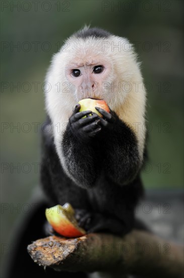 White-shouldered capuchin monkey or white-headed capuchin (Cebus capucinus), feeding, captive, occurring in South America