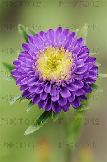 China aster (Callistephus chinensis), flower, ornamental plant, North Rhine-Westphalia, Germany, Europe