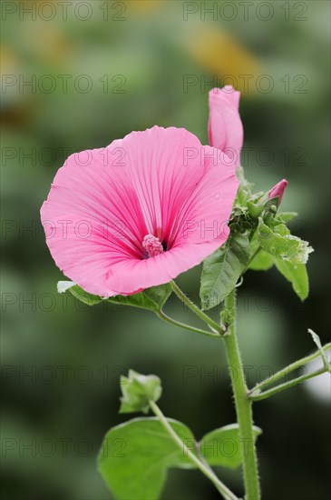 Annual mallow (Lavatera trimestris), flower, ornamental plant, North Rhine-Westphalia, Germany, Europe