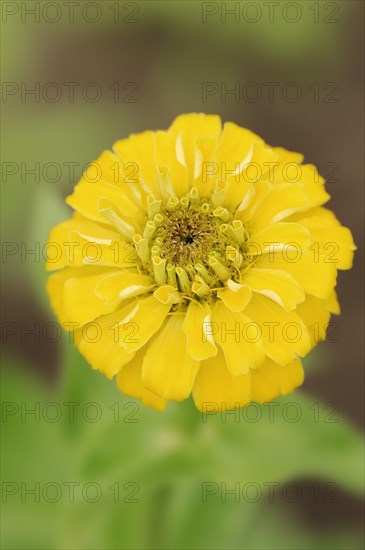 Zinnia (Zinnia elegans, Zinnia violacea), flower, ornamental plant, North Rhine-Westphalia, Germany, Europe