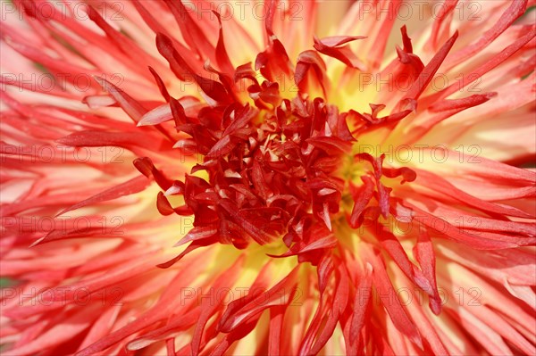 Dahlia 'Karen' (Dahlia Hybride), detail of flower, ornamental plant, North Rhine-Westphalia, Germany, Europe