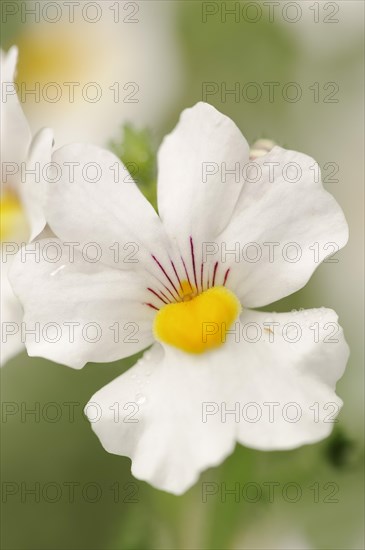 Elf mirror 'Sunsatia Plus' (Nemesia Fruticans-Hybride), flower, ornamental plant, North Rhine-Westphalia, Germany, Europe