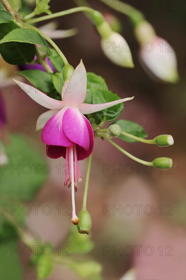 Fuchsia 'Eva Boerg' (Fuchsia hybride), flower, ornamental plant, North Rhine-Westphalia, Germany, Europe