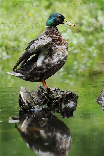 Mallard (Anas platyrhynchos), drake, North Rhine-Westphalia, Germany, Europe