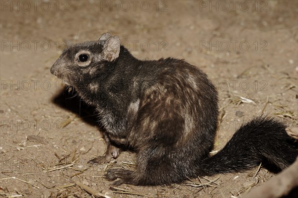 Rock gopher (Otospermophilus variegatus, Spermophilus variegatus), captive, occurrence in North America