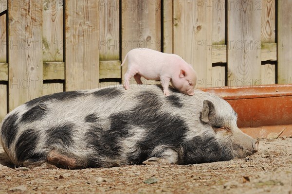 Goettingen minipig (Sus scrofa f. domestica), sow and piglet, North Rhine-Westphalia, Germany, Europe