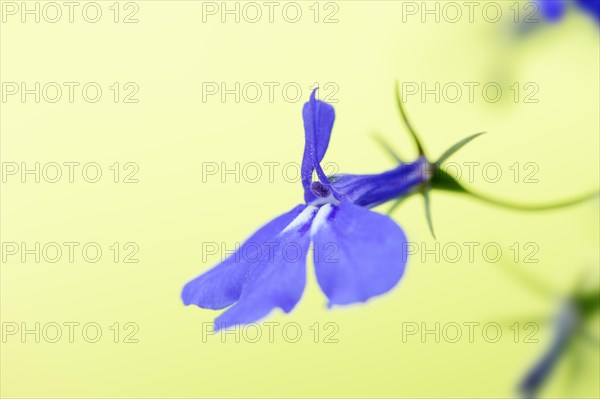 Blue lobelia (Lobelia erinus), flower, ornamental plant, North Rhine-Westphalia, Germany, Europe