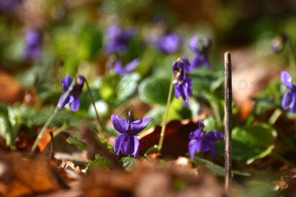 Violet (Viola) in the forest of the Hunsrueck-Hochwald National Park, Rhineland-Palatinate, Germany, Europe