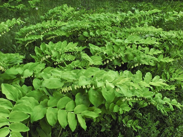 Solomon's seal, Polygonatum multiflorum, Upper Danube nature park Park, Tuttlingen district, Baden-Wuerttemberg, Germany, Europe