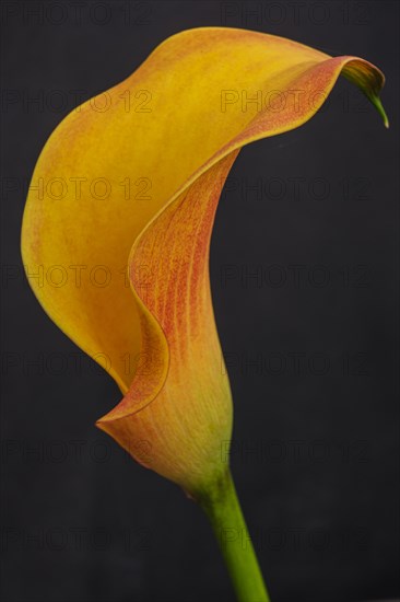 Yellow lily, Zantedeschia aethiopica, Mallorca, Balearic Islands, Spain, Europe