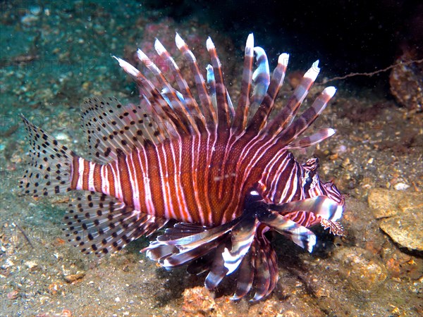Pacific red lionfish (Pterois volitans), invasive species, dive site Anna's Reef, Destin, Panhandle, Gulf of Mexico, Florida, USA, North America