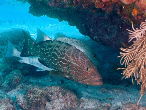 Black grouper (Mycteroperca bonaci), John Pennekamp Coral Reef State Park dive site, Key Largo, Florida Keys, Florida, USA, North America