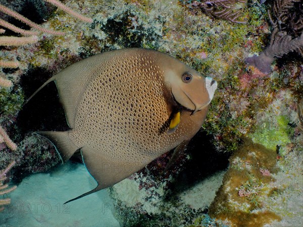 Gray angelfish (Pomacanthus arcuatus), dive site John Pennekamp Coral Reef State Park, Key Largo, Florida Keys, Florida, USA, North America