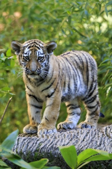 A tiger young standing upright on a tree trunk looking directly into the camera, Siberian tiger, Amur tiger, (Phantera tigris altaica), cubs