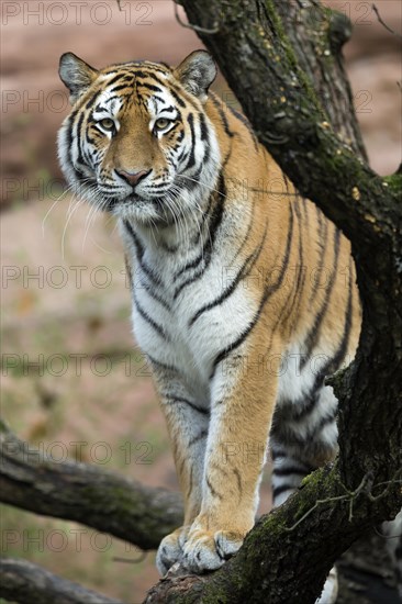 A majestic tigress stands alone between tree branches, Siberian tiger, Amur tiger, (Phantera tigris altaica), cubs