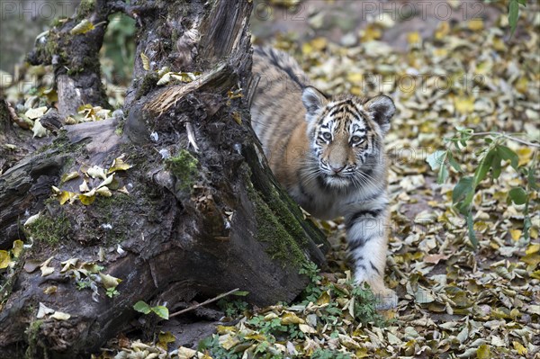 A tiger young curiously exploring its surroundings near a moss-covered tree stump, Siberian tiger, Amur tiger, (Phantera tigris altaica), cubs