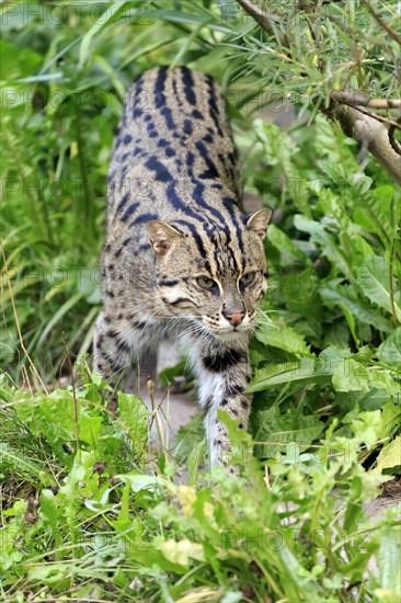 Wild cat cautiously walks through green plants, exploring its surroundings, fishing cat (Prionailurus viverrinus)