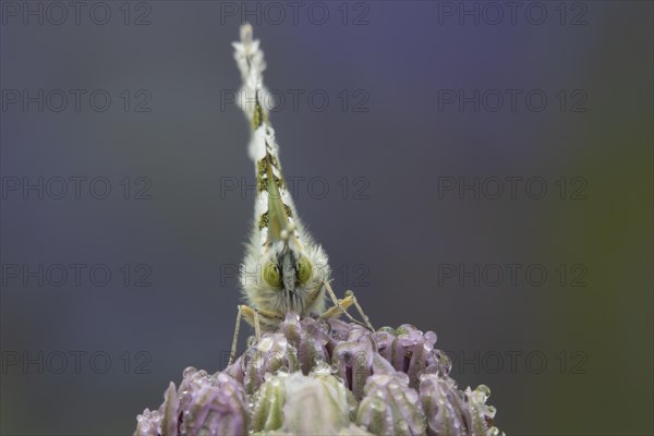 Orange tip butterfly (Anthocharis cardamines) adult male resting on a garden Allium flower in spring, Suffolk, England, United Kingdom, Europe