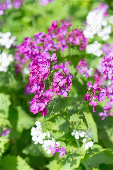 A colourful flower bed with purple, pink and white flower-bed, annual honesty (Lunaria annua) or garden silverleaf, Judas silverleaf, Judas penny, silver thaler, violet or garden moon violet, fresh green leaves, garden, spring, springtime, close-up, macro shot, detail shot, purple flower-bed in focus with a blurred, sunny background, Allertal, Lower Saxony, Germany, Europe