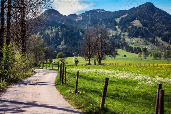 Nature, meadow, blossoms, landscape, hike, path, spring, mountains, Alps, Brauneck, Isarwinkel, Wegscheid, Lenggries, Bavaria, Germany, Europe