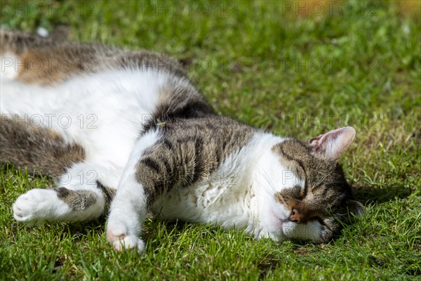 Snoozing and contented domestic cat (Felis catus), Blaustein, Baden-Wuerttemberg, Germany, Europe