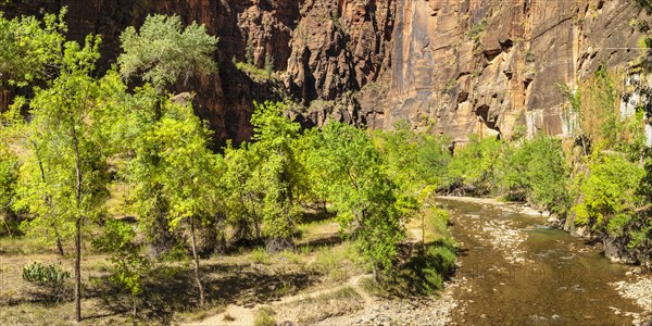 Riverside Walk, Temple of Sinawava, Zion National Park, Colorado Plateau, Utah, USA, Zion National Park, Utah, USA, North America