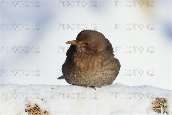 Blackbird (Turdus merula) female, sitting fluffed up up on the ground in the snow in winter, Wilnsdorf, North Rhine-Westphalia, Germany, Europe