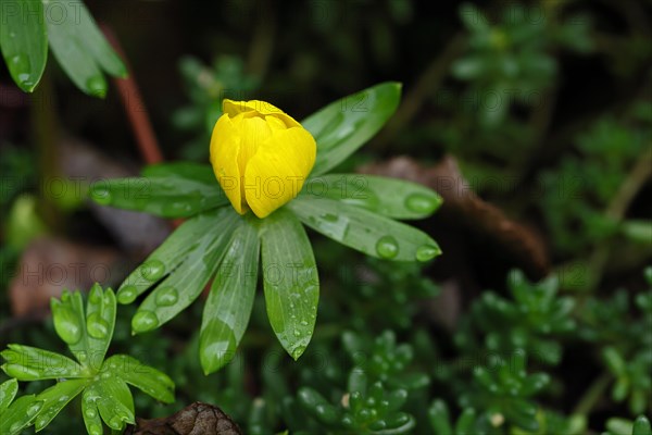 Winter aconite (Eranthis hyemalis) in bloom, with water droplets, plant, flower, early bloomer, yellow, Wilnsdorf, North Rhine-Westphalia, Germany, Europe