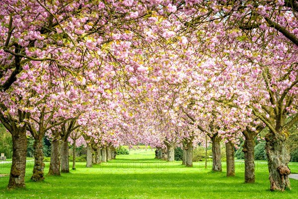 Cherry tree avenue with cherry blossoms in the main cemetery Altona, Hamburg, Germany, Europe