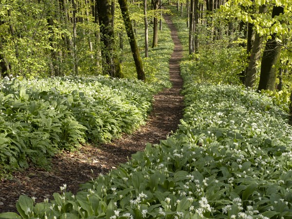 Hiking trail through the ramson (Allium ursinum) in spring through the beech forest, Teutoburg Forest, North Rhine-Westphalia, Germany, Europe