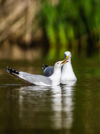 European Herring Gull, Larus argentatus on lake