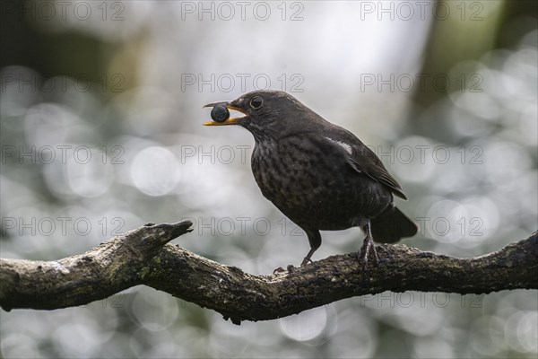 Blackbird (Turdus merula) with sloe berry in its beak, Emsland, Lower Saxony, Germany, Europe