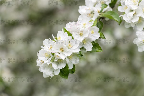 Branch of a blossoming apple tree, meadow orchard, Baden, Wuerttemberg, Germany, Europe