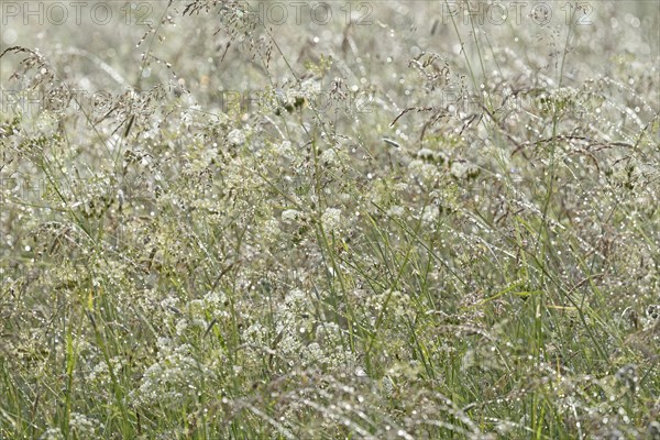 Umbellifer (Apiaceae) and true grasses (Poaceae) with raindrops, North Rhine-Westphalia, Germany, Europe