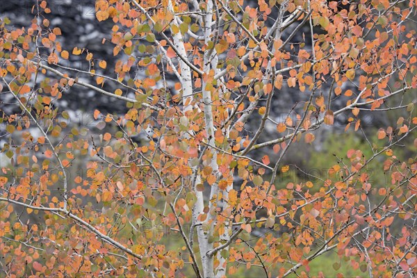 Deciduous tree, aspen (Populus tremula), branches with autumn leaves, Eastern Eifel, Rhineland-Palatinate, Germany, Europe