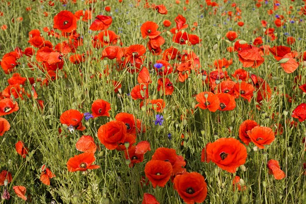 Poppy flowers (Papaver rhoeas), Baden-Wuerttemberg, Red poppies with a hint of green blowing in the wind, poppy flowers (Papaver rhoeas), Baden-Wuerttemberg, Germany, Europe