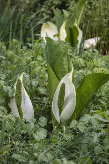 East Asian white false calla (Lysichiton camtschatcensis), Emsland, Lower Saxony, Germany, Europe