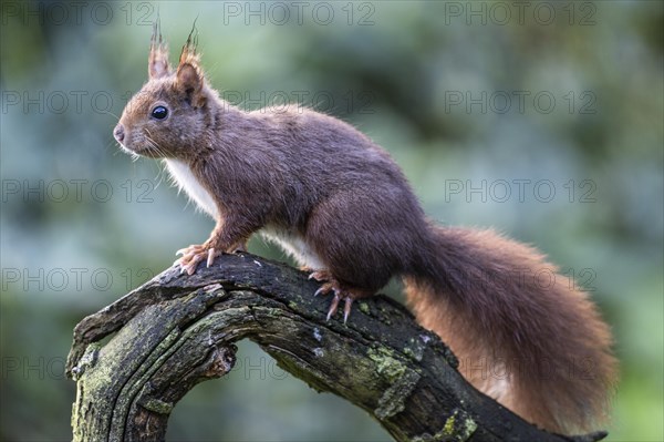 Eurasian red squirrel (Sciurus vulgaris), Emsland, Lower Saxony, Germany, Europe