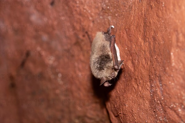 Daubenton's bat (Myotis daubentonii), hibernating in a cave, North Rhine-Westphalia, Germany, Europe