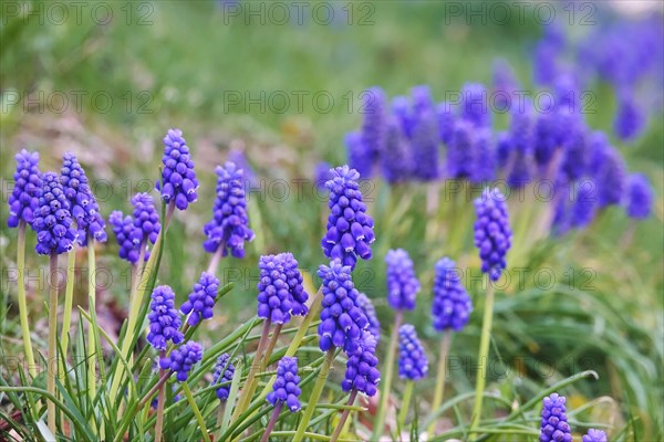 Grape hyacinths (Muscari botryoides), spring, Germany, Europe