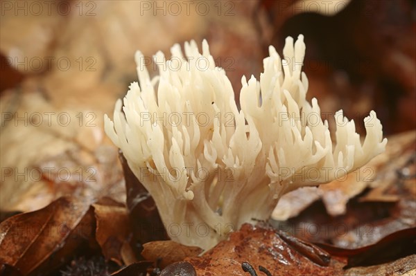 Comb-shaped coral or comb coral (Clavulina coralloides, Clavulina cristata), North Rhine-Westphalia, Germany, Europe