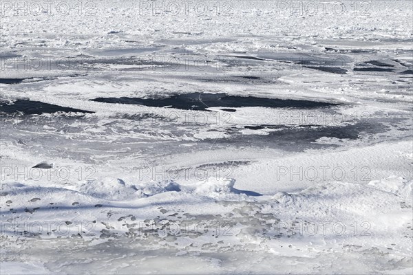 Winter, pack ice in the Saint Lawrence River, Province of Quebec, Canada, North America