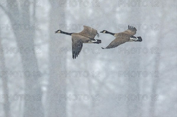 Canada geese (branta canadensis), pair flying over a frozen marsh, Lac Saint-Pierre biosphere reserve, province of Quebec, Canada, AI generated, North America