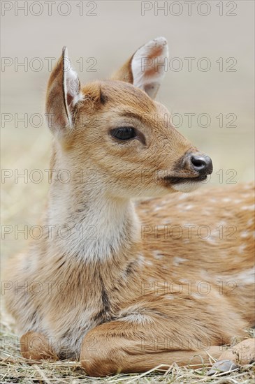 Chital (Axis axis), juvenile, captive, occurring in Asia