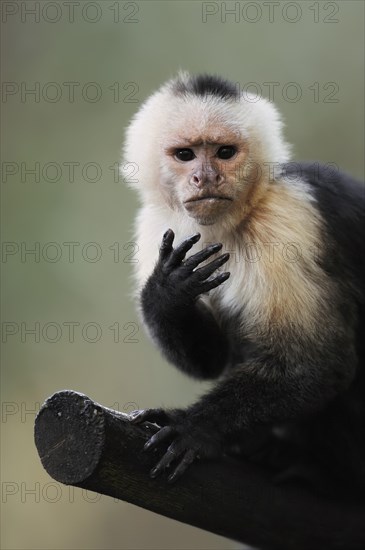 White-shouldered capuchin monkey or white-headed capuchin (Cebus capucinus), captive, occurring in South America